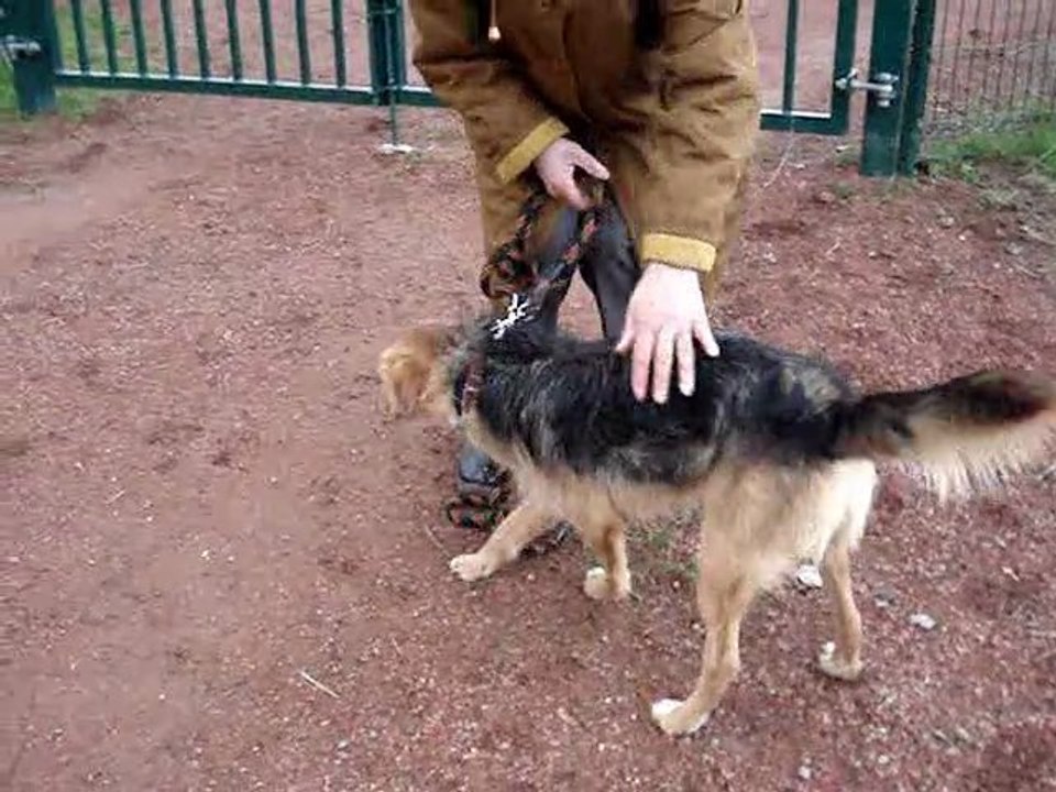 DUKE croisé fox griffon spa Douai