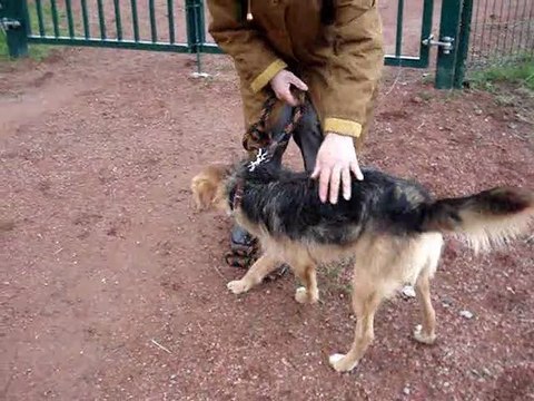 DUKE croisé fox griffon spa Douai