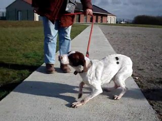 LISA femelle croisé braque