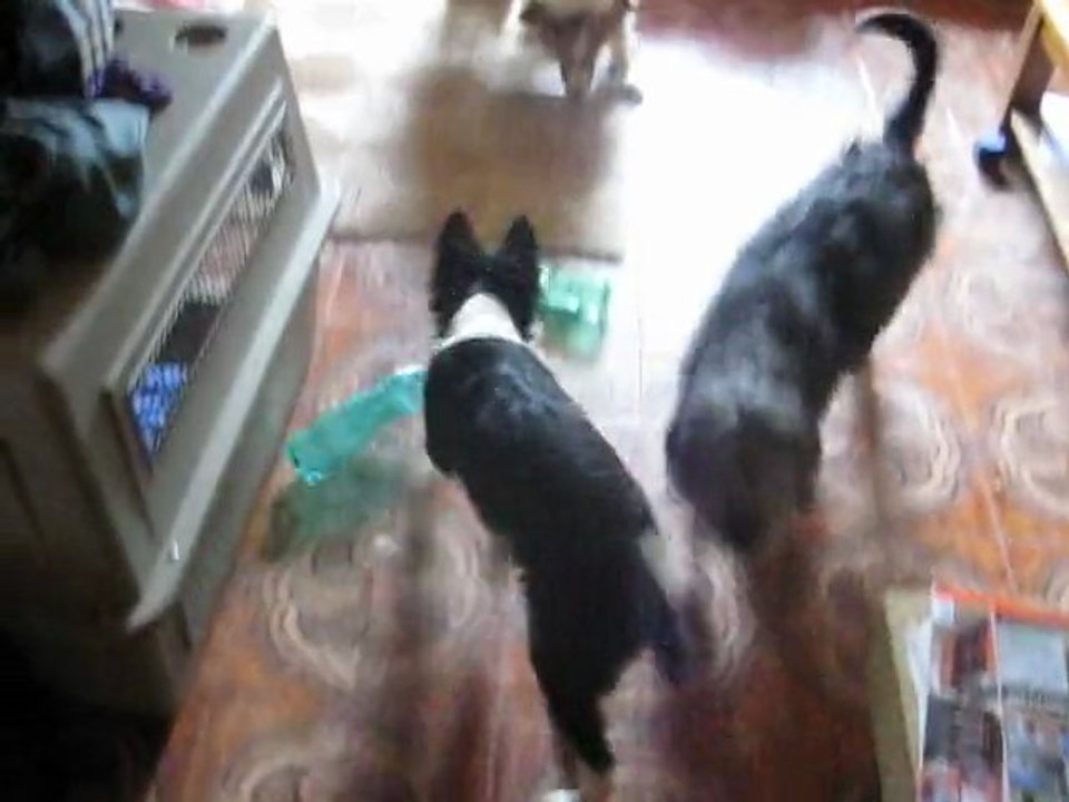 fevrier CHOUETTES BOUTEILLES  1