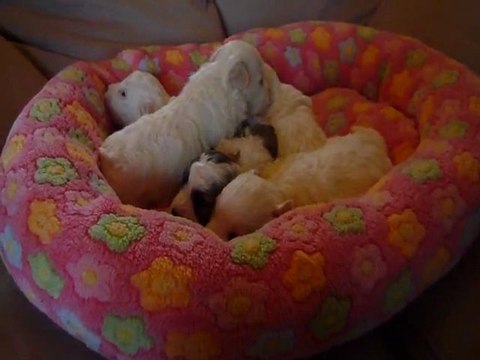 chiot coton de tulear