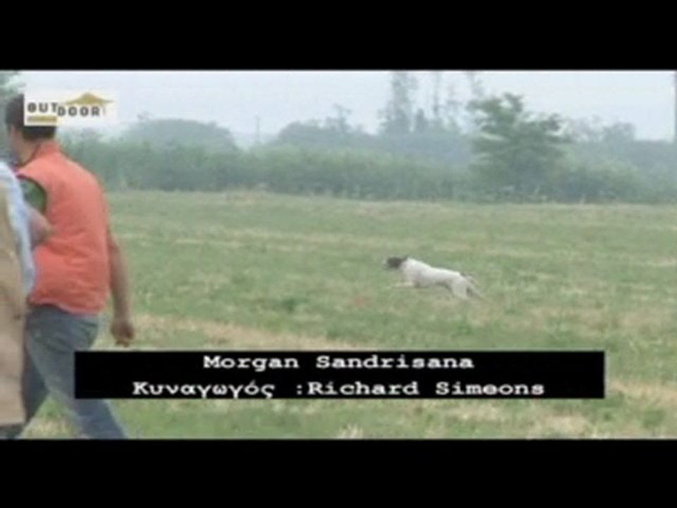 2011 Pointet & Setter Enternasyonal  Dogs