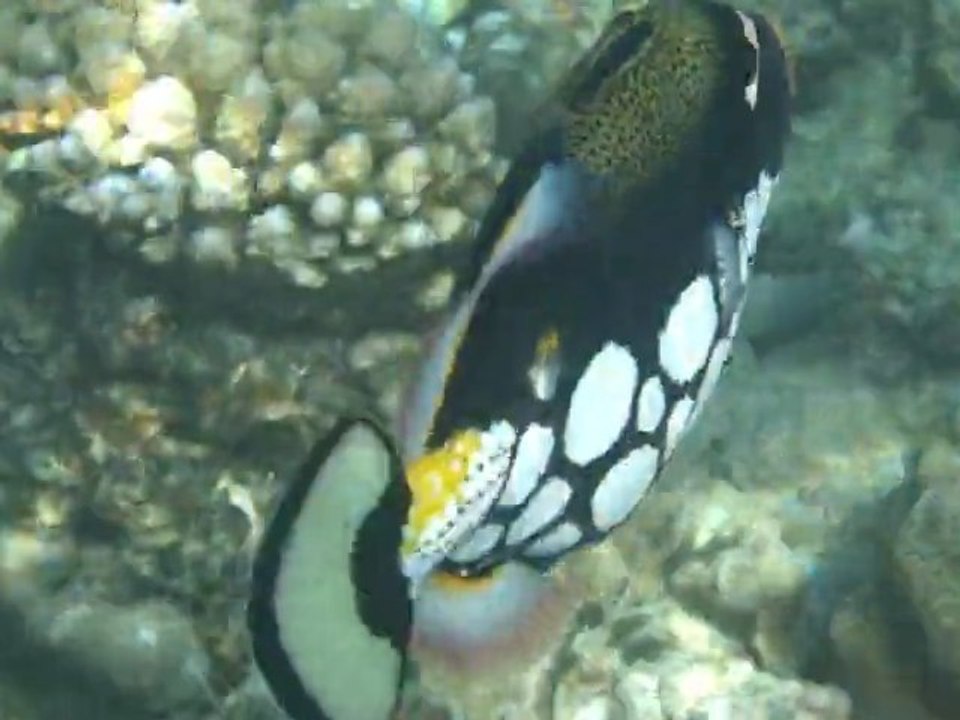 marc poisson triggerfish clown