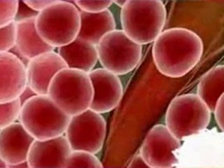 Stem Cells