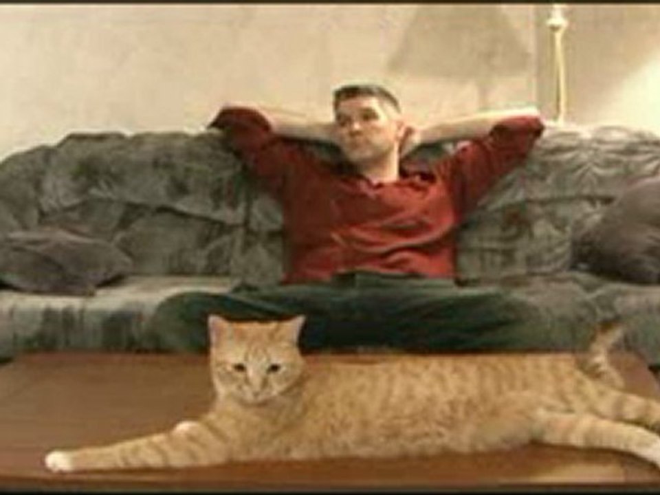 An Engineer's Guide to Cats