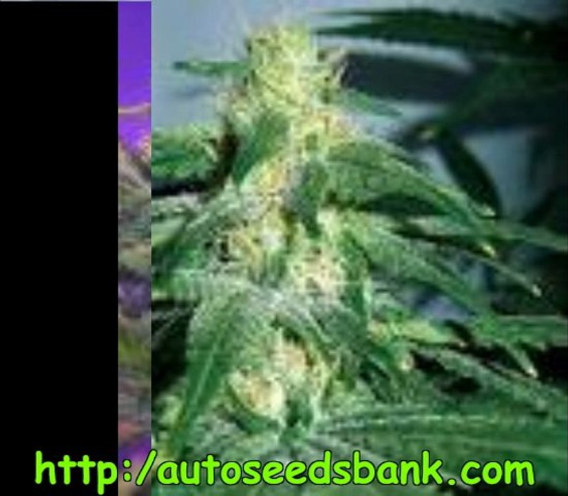 cheese seeds.
