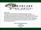Tree Services NJ-Best NJ Tree Services Call 908-813-3000 To