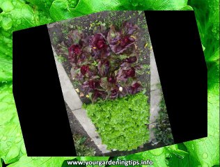 Organic Vegetable Garden