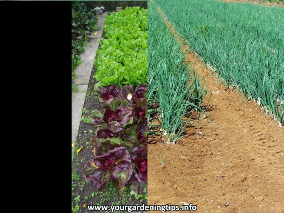 Container Gardening