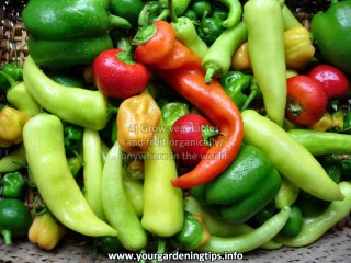 vegetable gardening tips