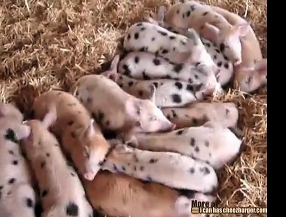 Le orecchie ballerine dei porcellini