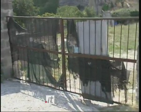 MALTRATTAMENTO ANIMALI