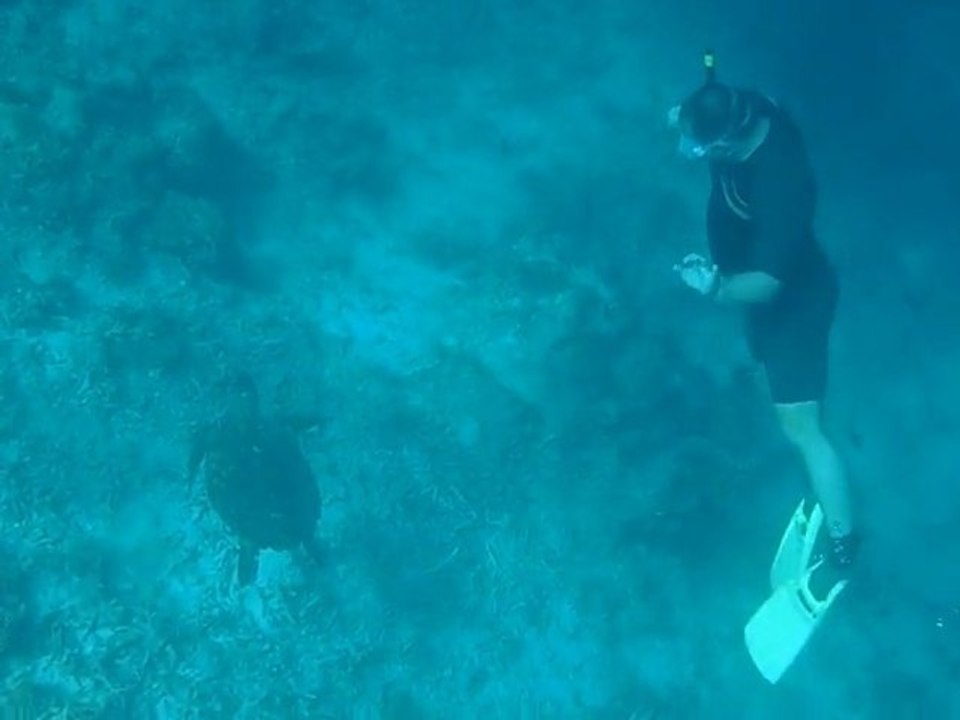marc tortue aux maldives 2