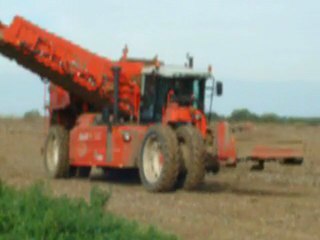pommes de terre 2009 006