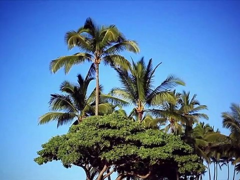 Windsurf : Robby Swift and Jason Polakow at Maui