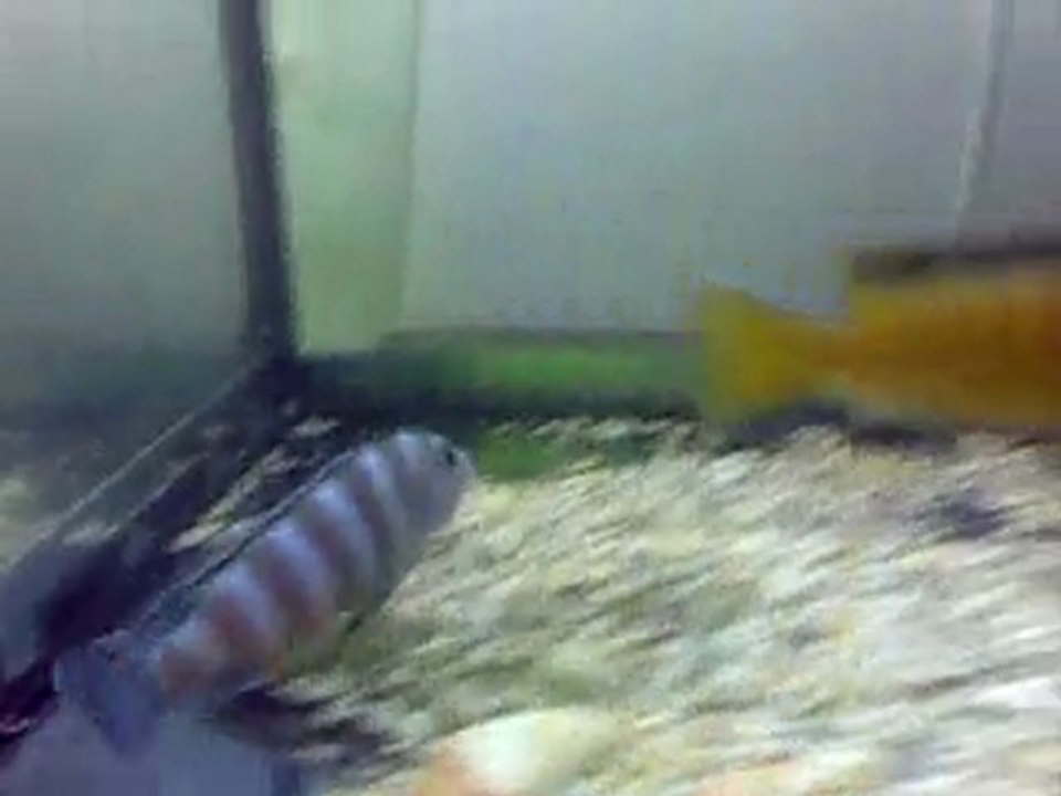 Video051
