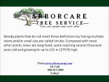 NJ Tree Service-Best Tree Service NJ Call 908-813-3000 Toda