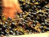 Vente vin de bourgueil - Domaine de la Lande