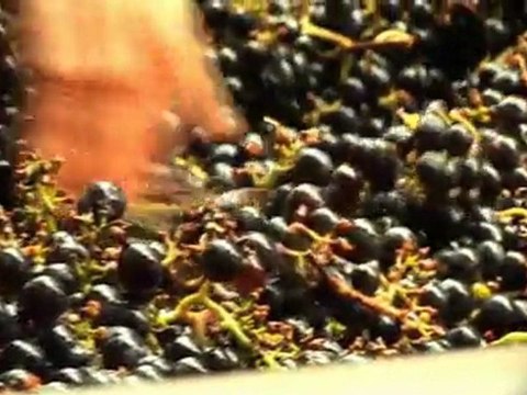 Vente vin de bourgueil - Domaine de la Lande