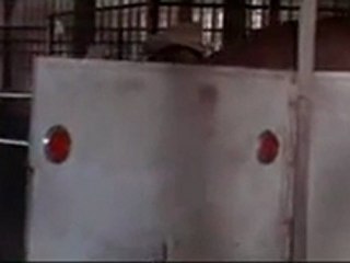 Junior Bonner Steve McQueen