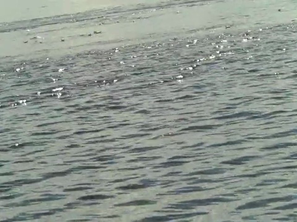 tadoussac baleines ++ (2)