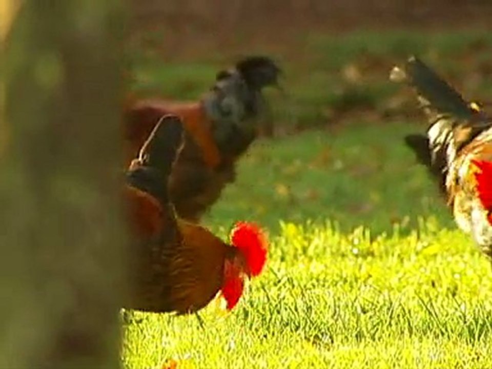 Chickens capable of empathy