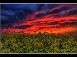 Have you seen this yet?