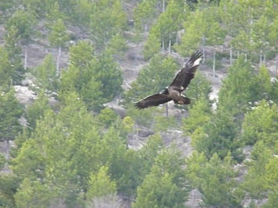 Cordouane - gypaète barbu lâchée en Juin 2010 dans le Vercor