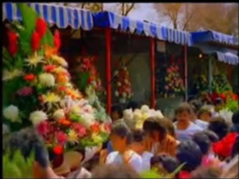 Mariposas Monarca