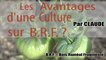 Les avantages d'une culture sur BRF (Bois Raméal Fragmenté)