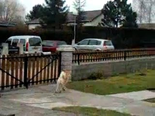 akita inu en exterieur