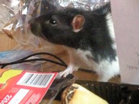 Speedy au petit déj