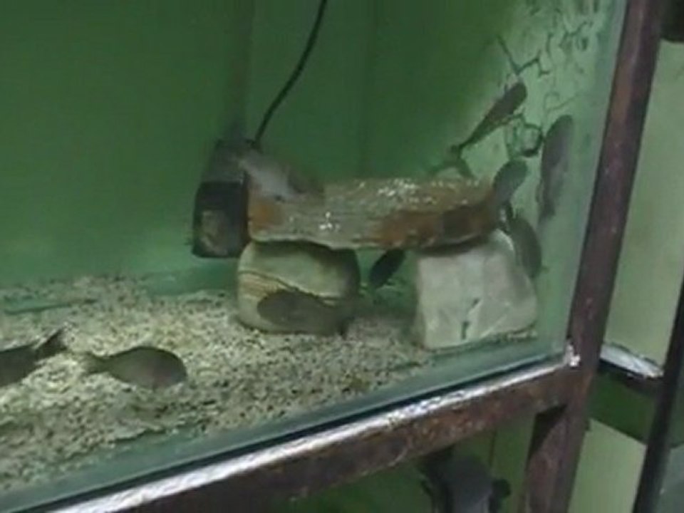 F0 TROPHEUS MOORİ LUFUBU