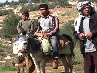 Israelis & Palestinians Plant Olive Trees Together For Peace