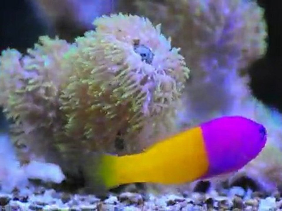 REEF TANK1