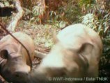 Rare Javan Rhinos Captured on Video in Indonesia