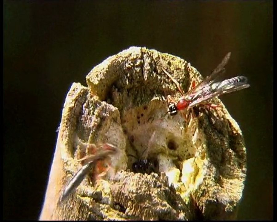 Les habitants de la ronce (HQ)