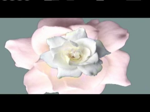 STEPHEN MALKMUS “Gardenia” (2008)