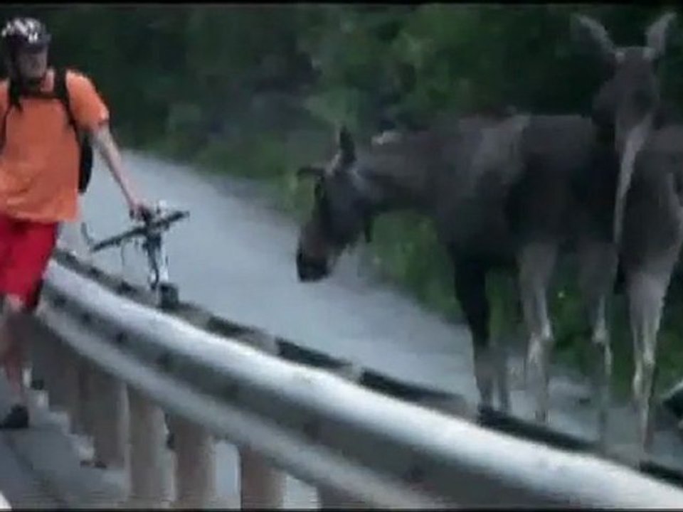 Incontri bestiali: alci e bicicletta