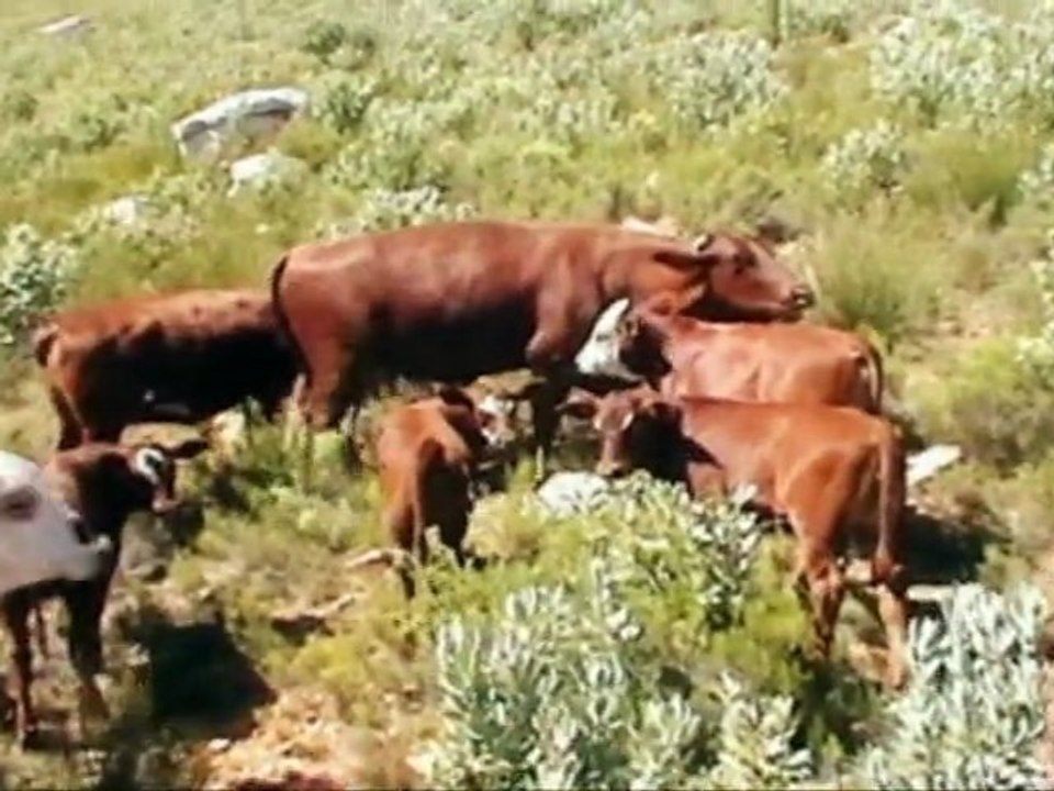 BBC LIfe South Africa Citrusdal ( panasonic sdr s50 )