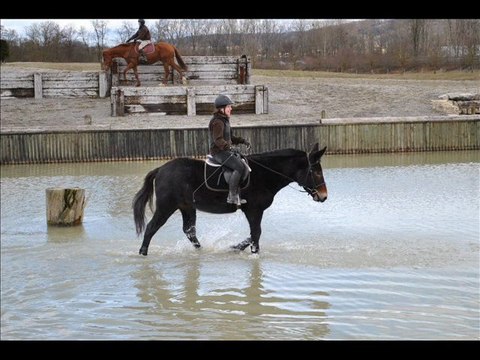 entrainement de TREC avec ken poste
