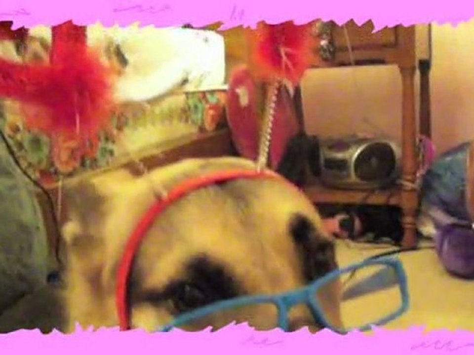 YOU BETTER WORK! FASHION DOGGY - Number One Super Cutie ...