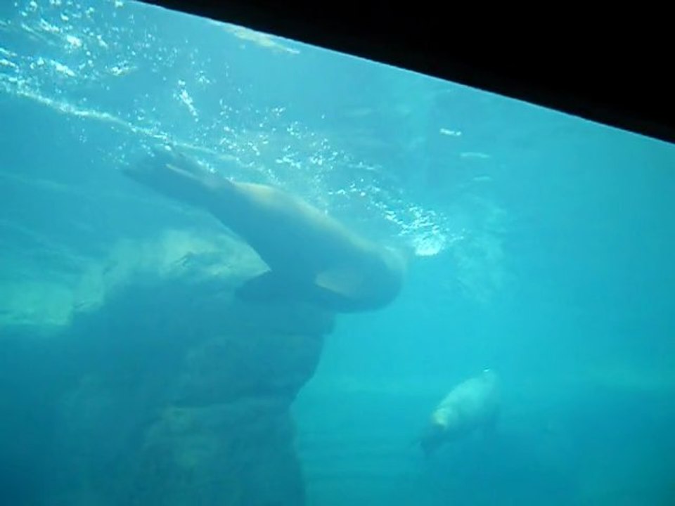 Lion de Mer Nausicaa