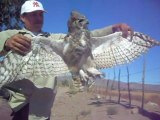 Owl Electrocuted with Dove in Talons