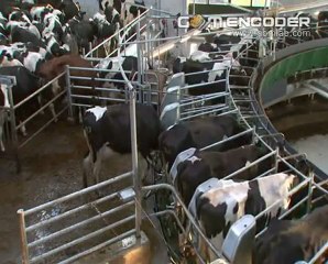 Büyükbaş Sağım Ünitesi Dönerli