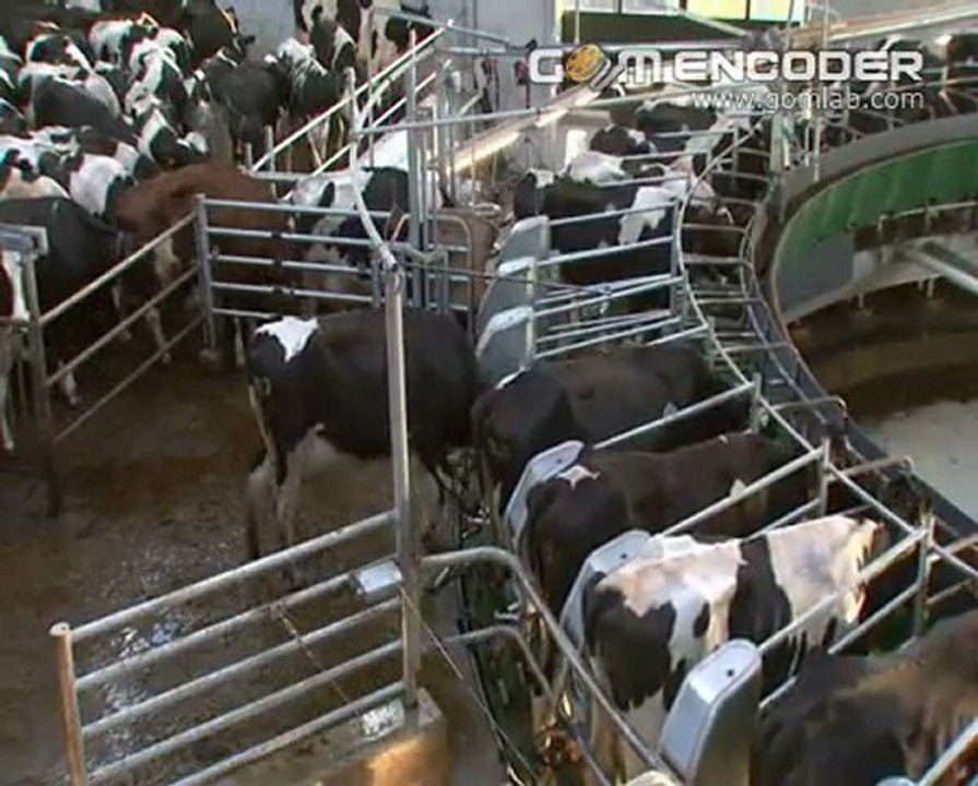 Büyükbaş Sağım Ünitesi Dönerli