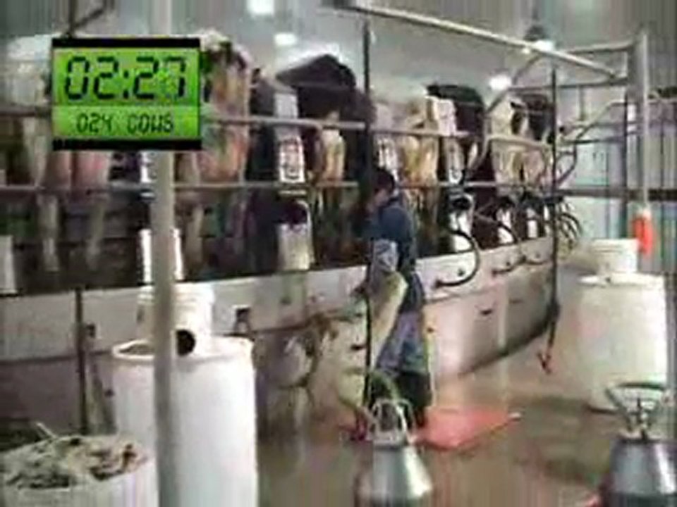 Büyükbaş Süt Sağım Ünitesi