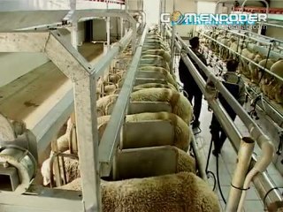 Küçükbaş Sağım Ünitesi Düz Parkur