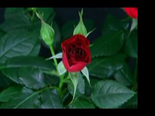 Ebü'l Hüseyin Nuri (r.a)-Sırat Köprüsü - 1