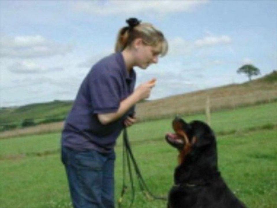 Pet Training